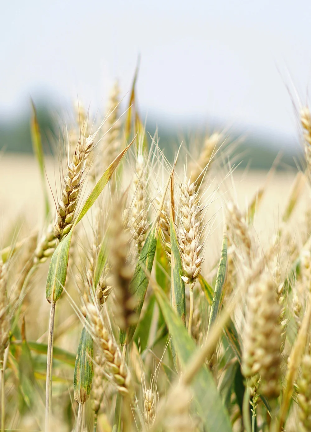Premium Thai rice and grains, milled and graded to export specification for mills, manufacturers, and distributors worldwide.