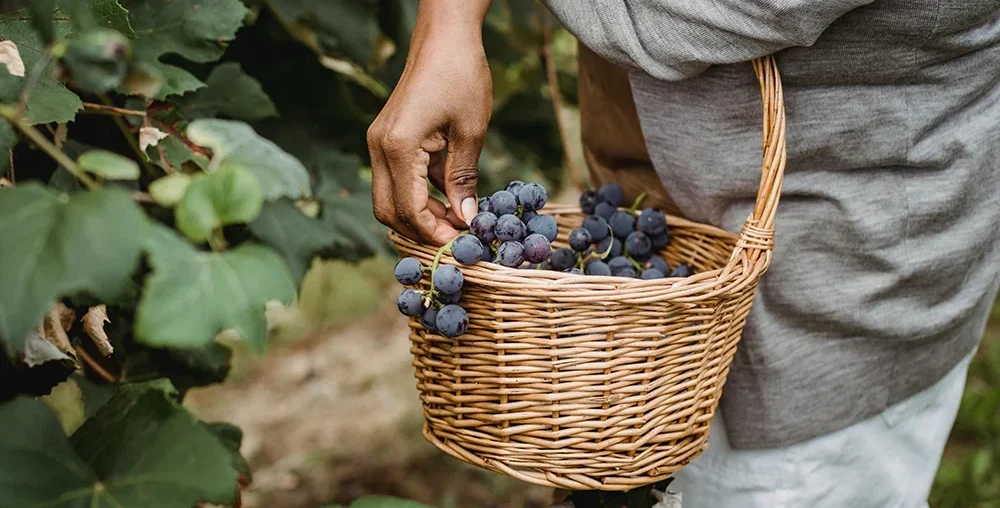 Organic farms avoid toxic inputs, improve soil health, grow clean, sustainable food that supports nature.